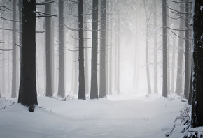 зима, Зимняя природа, дерево, холод, леса, мороз, снег