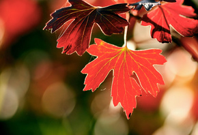 ветка, Макро, осень, листва, блики