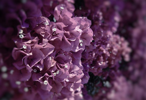 , flowers, , , , , , petals