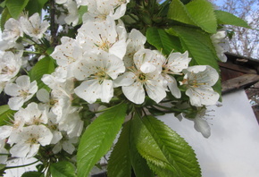 �����, �����, �������, �����