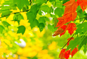 , nature, autumn, , , leaves, , , 