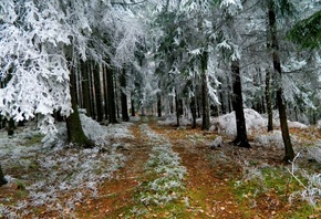 �����, ����, ����, �������, ���