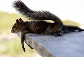 ��, ����, ����, ���, �������