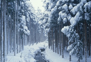 ����, ���, �������, �����, ����