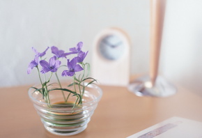 �� �����, flowers, ����������, ����, �����, violet, �����, purple