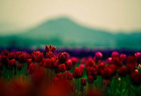 Цветы обои, тюльпаны, красные, красные, цветочки, tulips