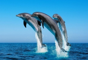 Дельфины, море