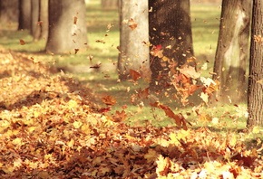 осень, ветер, Листья, воздух, природа