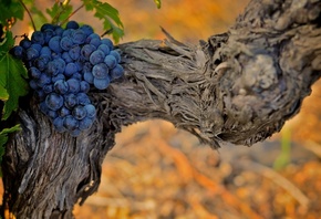 ��������, ����, ������, �������, ���, ��������, ����