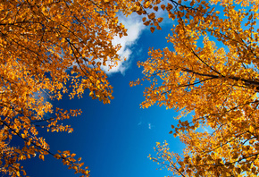 золотая осень, ветки, листва, небо, Природа
