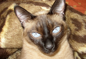 ��������, ���, �����