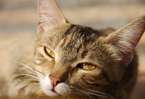 ���, ����