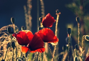 �����, ���, ������