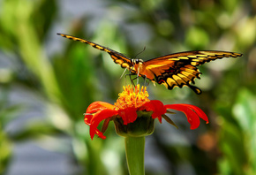 Butterfly, �������