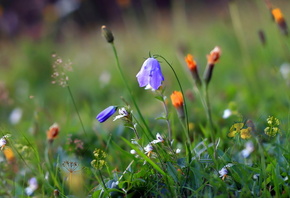 ����, ����, �����