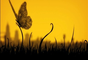 Butterfly, 