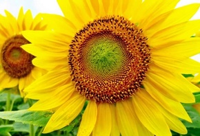 Sunflower, 