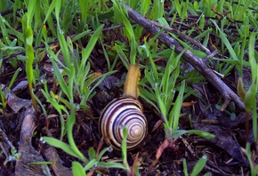 �������, ������