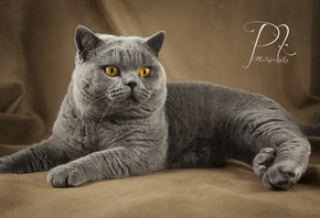 ���, �����