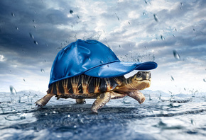 черепаха, в кепке, дожд