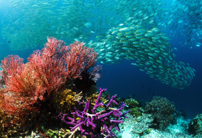 Подводный мир, косяк, море, рыбы, кораллы