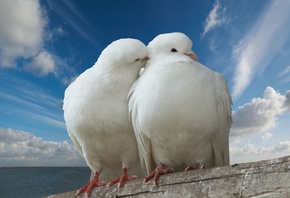 dove, , sky, romance, trunk, sea, love, kiss, Pigeon, romantic, peace, clouds