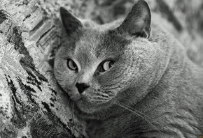 ����, ���