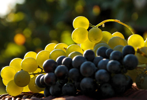 �����, �����, ������, ��������, ����