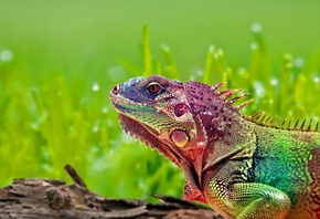 ������, rainbow, �������