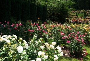 Portland’s International Rose Gardens, Вашингтон Парк