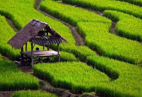 �����, ����, ������� ����, �������