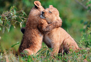 ��, �������