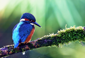 kingfisher, alcedo atthis, Птица, обыкновенный зимородок