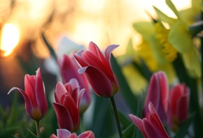 �������, ����, �����, ����������, ��������