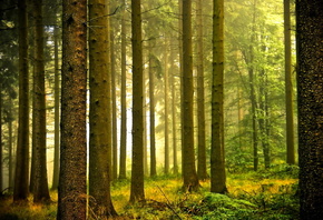 �������, ���, ����