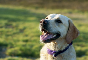 ������, ���, ����