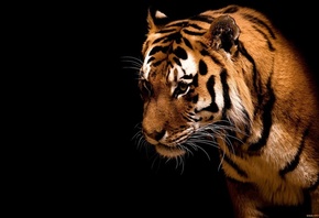 ����, ����