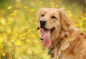 ����, ������