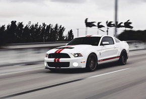 , gt500, shelby, mustang, ford, , muscle car