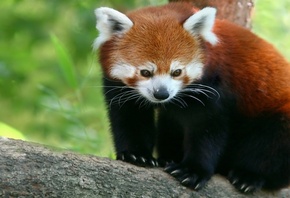 малая панда, панда, Красная, firefox, бамбуковый медведь