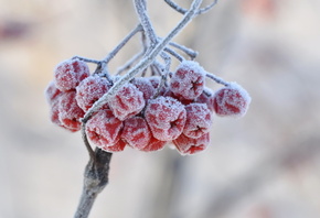 �����, ������, �����, ����, �����