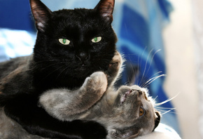 kitten, love, playing, hug, black cat, ������ ���, cats