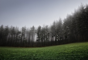 туман, холм, хвойные, трава, газон, лес