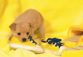 puppy, dog, , , Shoes, 