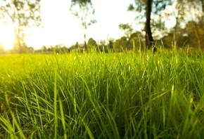 fresh garden, environment, Nature, rural season, bright, rime, grass, green ...