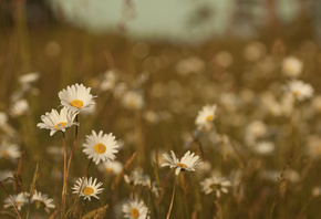 �����, �����, ����, ����, �����, �������, ����, ���