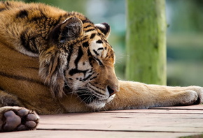 panthera tigris, , , , tiger, 