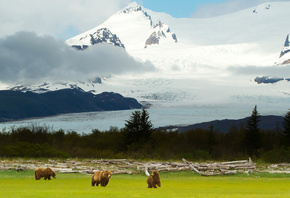 , , , Grizzly bears, , , alaska