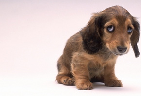 ������, �������