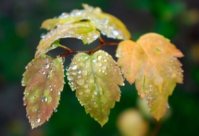 �����, ������, ����, �����